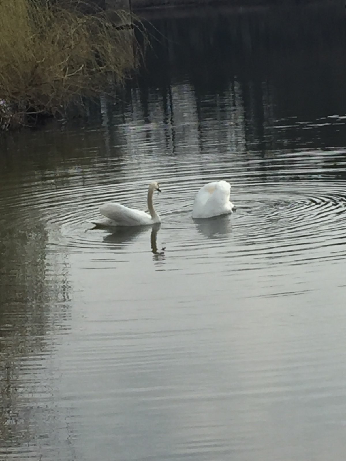 cygnes 3