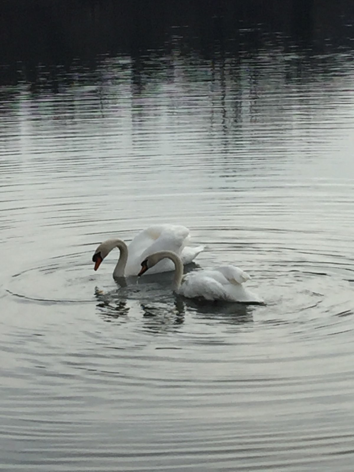 cygnes 4